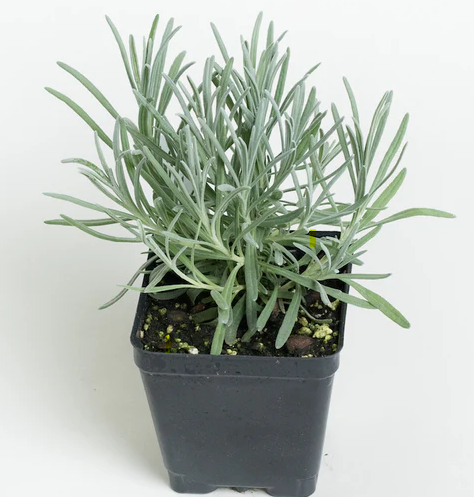 Live Lavender Plant - Grosso
