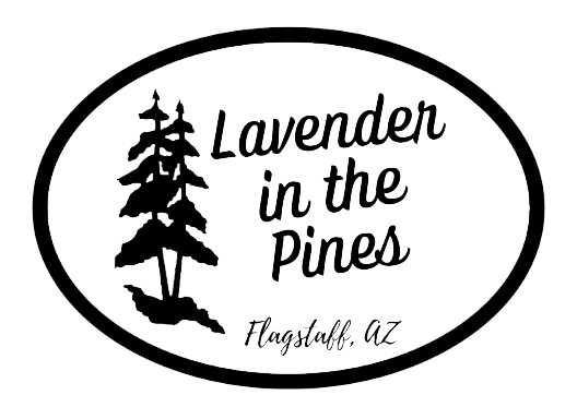 Lavender in the Pines